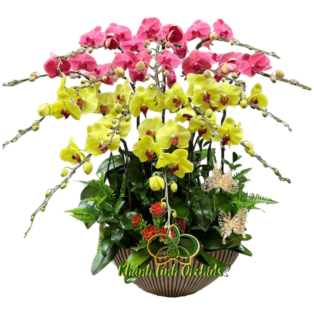 Lan Hồ Điệp Phối Màu Nhị Sắc 15 Cành - DS012
