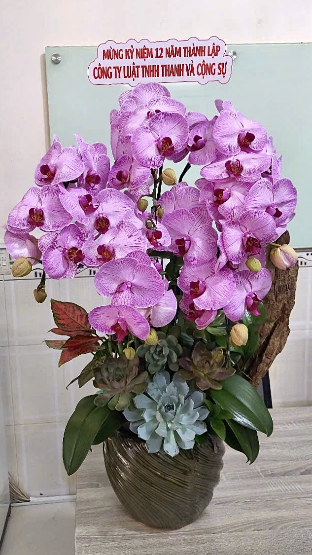 Lan Hồ Điệp Hồng Gân Thác Đổ - HDH051