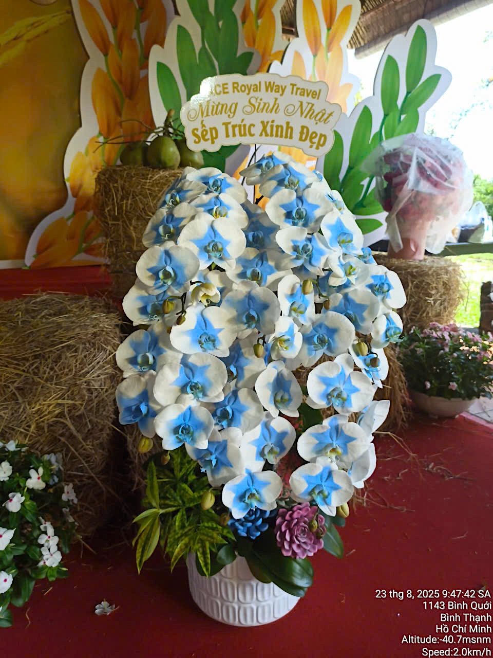 Lan Hồ Điệp Phun Màu Xanh Biển 7 Cành  - VIP021