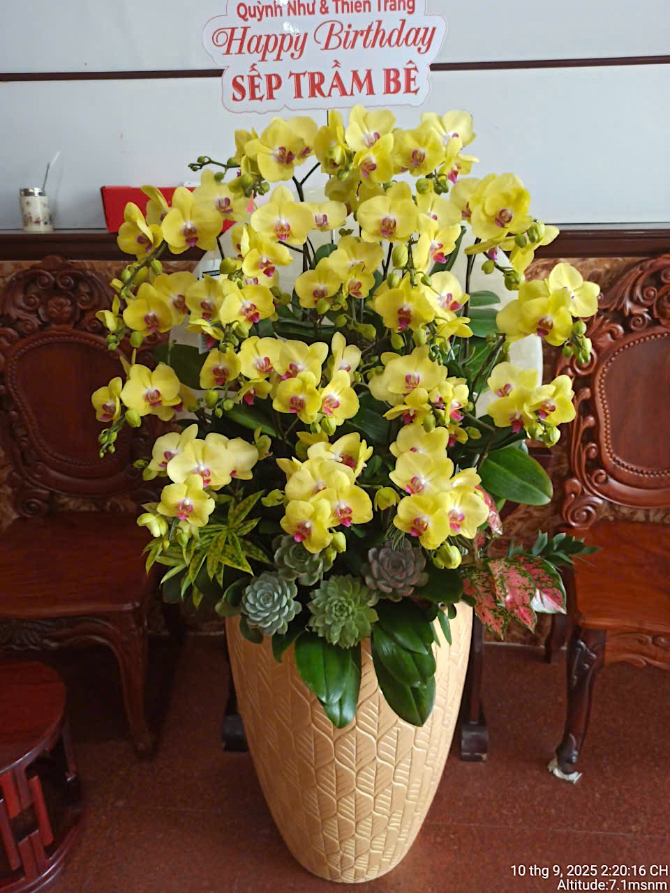 Lan Hồ Điệp Vàng Chanh 20 Cành - HDV100