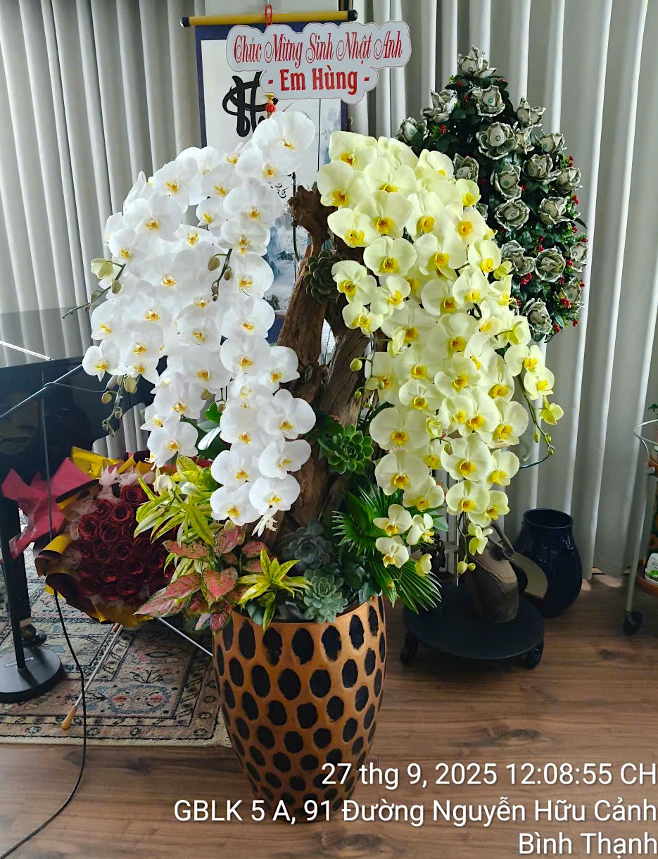 Lan Hồ Điệp Trắng Phối Xanh Bơ Tiểu Cảnh 14 Cành - DS053