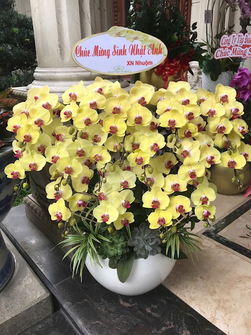 Lan Hồ Điệp Vàng 15 Cành - HDV104