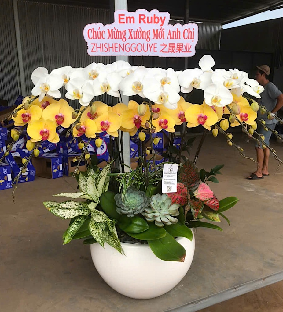 Lan Hồ Điệp Trắng Phối Vàng 12 Cành - DS065