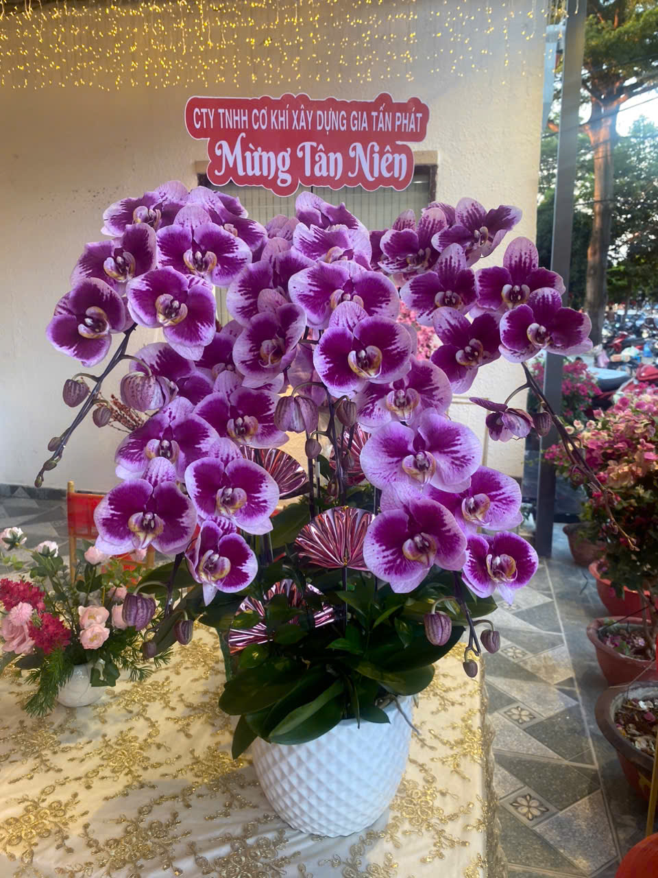 Lan Hồ Điệp Đột Biến 5 Cành - DB046