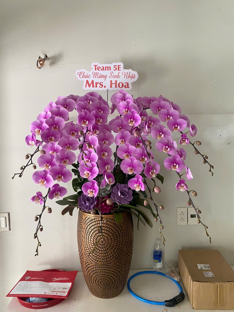 Lan Hồ Điệp Hồng Anna 8 Cành - HDH071