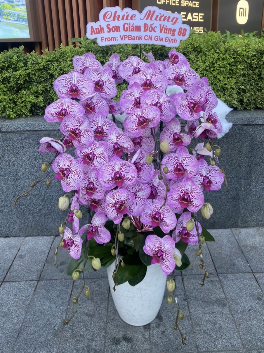 Lan Hồ Điệp Đột Biến 8 Cành - DB047
