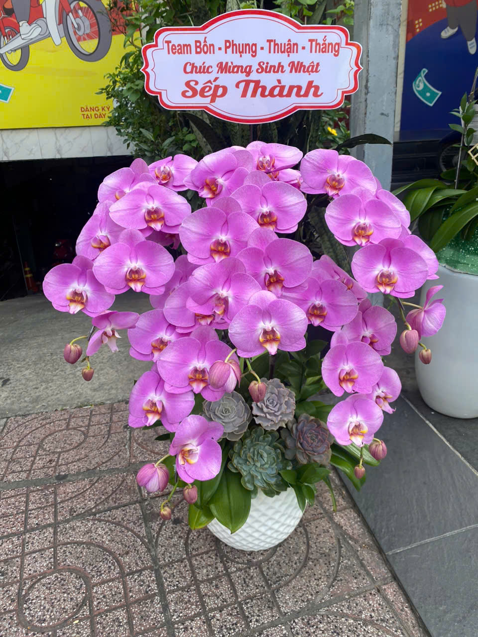 Lan Hồ Điệp Hồng S59 Sen Đá 5 Cành - HDH077