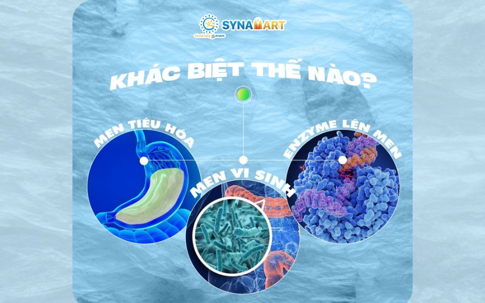 Men tiêu hóa – Men vi sinh – Enzyme lên men: Khác biệt thế nào?