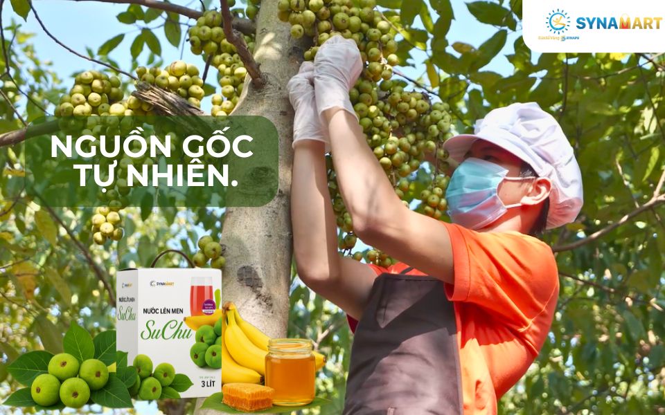 SuChu: Thức Uống Lên Men Tự Nhiên Hỗ Trợ Tiêu Hóa Từ Vườn Nhà