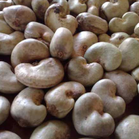 Raw cashews