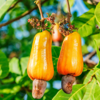 Cashew nutrition