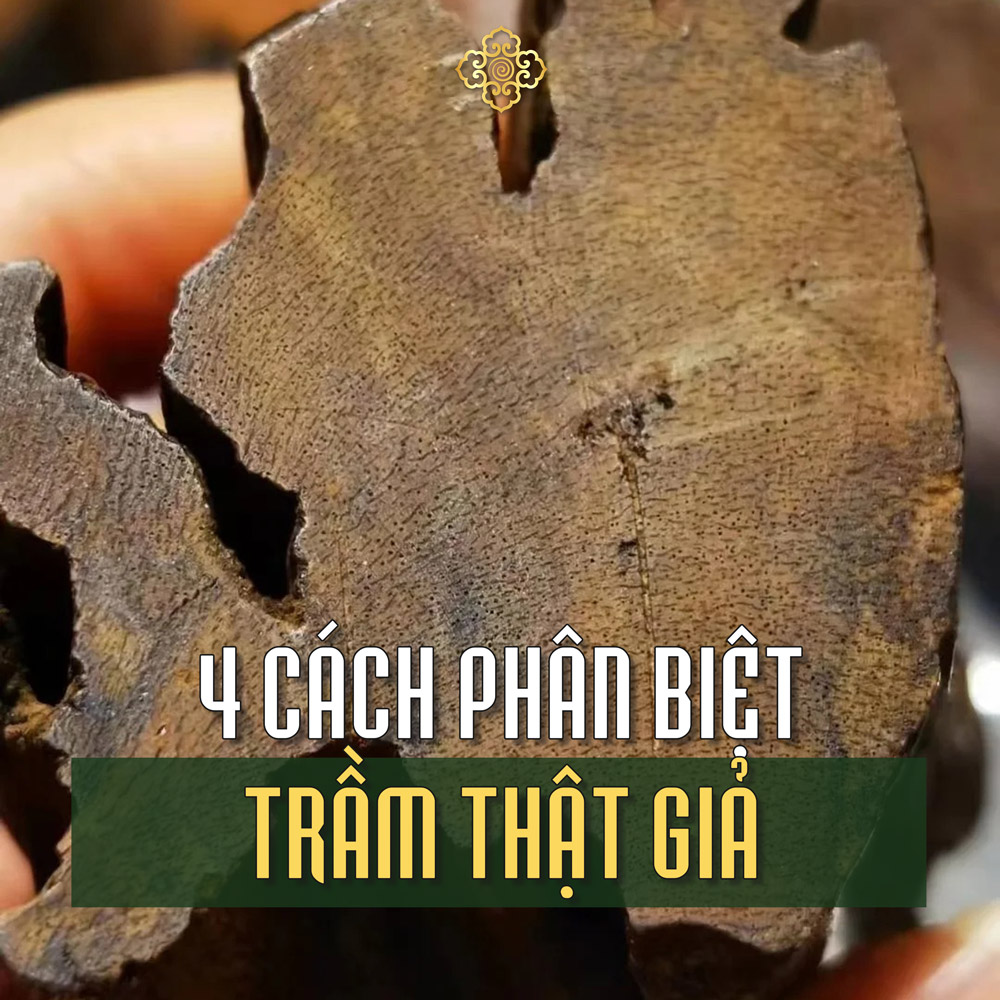 4 Cách Phân Biệt Trầm Thật Giả Từ Góc Độ Giải Phẫu Sinh Học