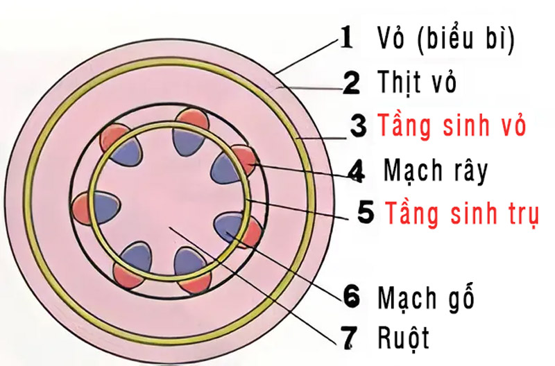 Kết cấu của cây