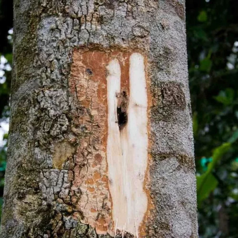 Cây dó bầu là loại cây có khả năng tạo trầm ở Việt Nam