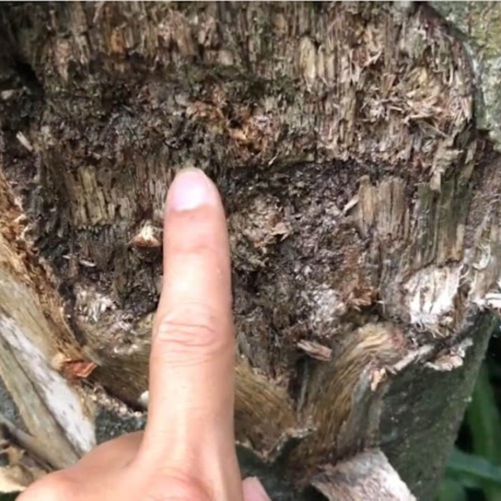 cây dó bầu, cây tạo trầm, trầm hương thiên nhiên