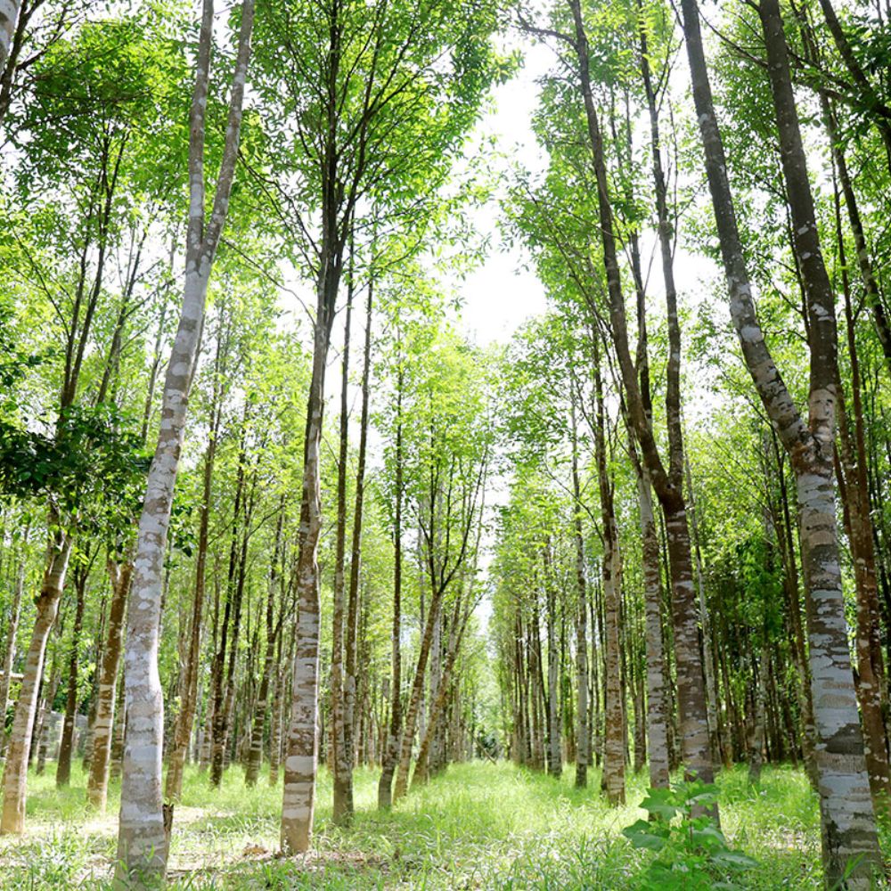 vườn gió bầu, vườn trầm hương