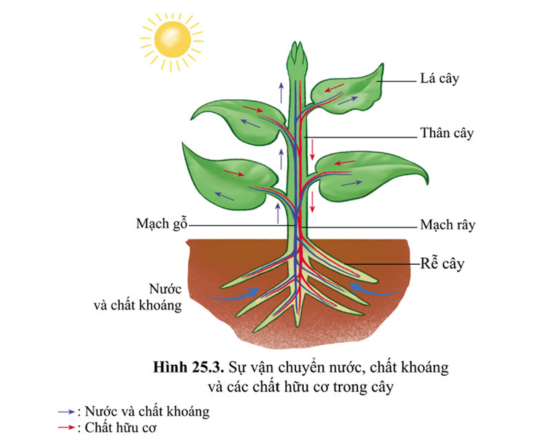 Cách cây sinh trưởng