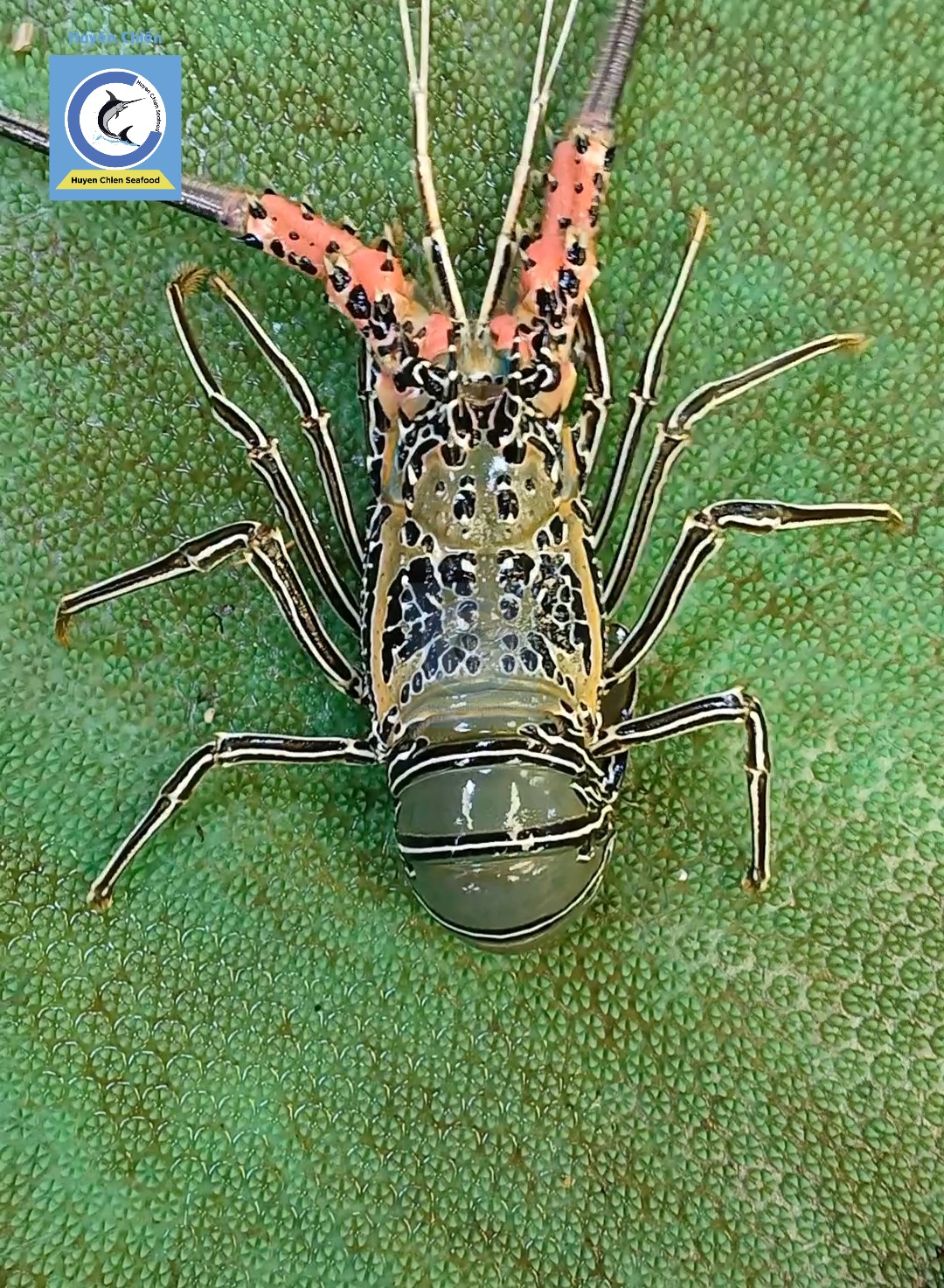 Tôm Hùm Sen