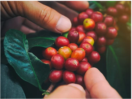 ARABICA VÀ ROBUSTA
