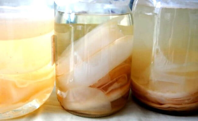 Giấm cái là gì? Vì sao chai giấm “đục” lại tốt?