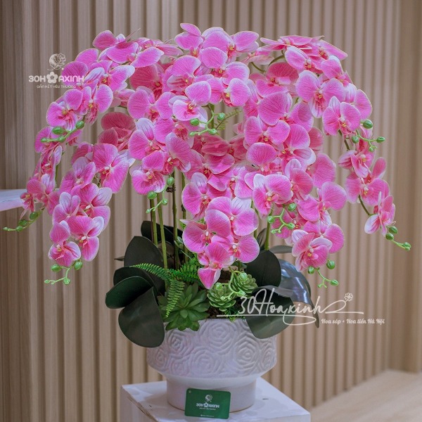 Chậu Hoa Lan Hồ Điệp Cao Su Màu Hồng Phấn