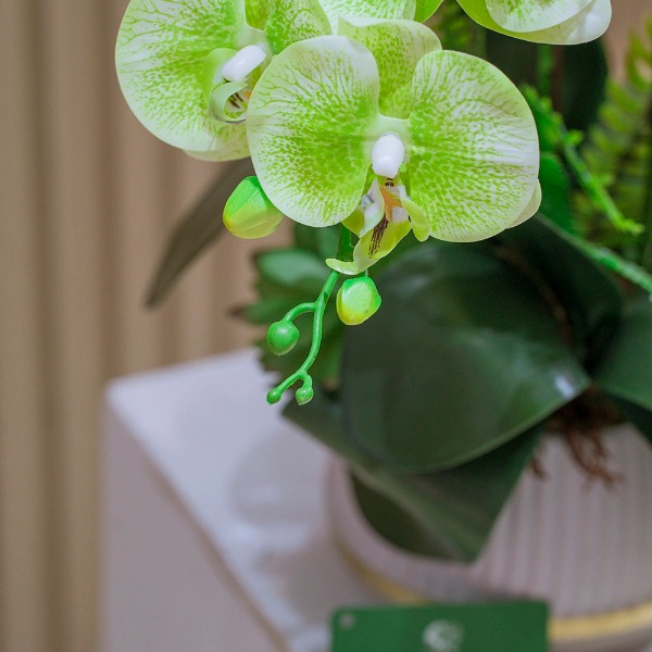 Chậu Hoa Lan Hồ Điệp Cao Su Màu Xanh Cốm