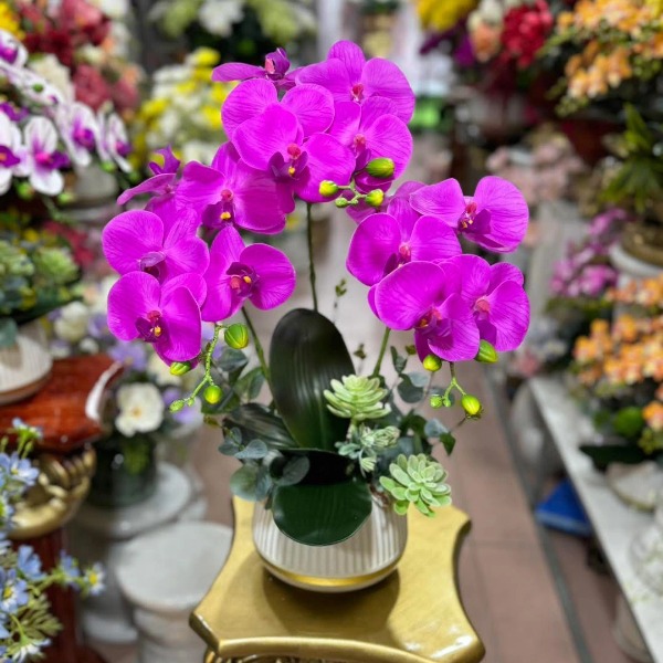 Chậu Lan Hồ Điệp Màu Tím