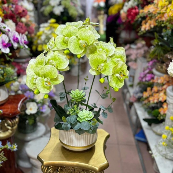 Chậu Lan Hồ Điệp Cao Su Màu Xanh Cốm