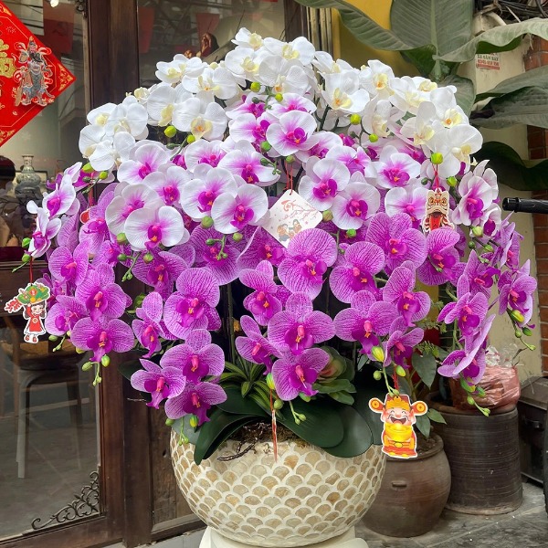 Chậu Lan Hồ Điệp Cao Su Non Màu Tím Mix Trắng – Nổi Bật Không Gian