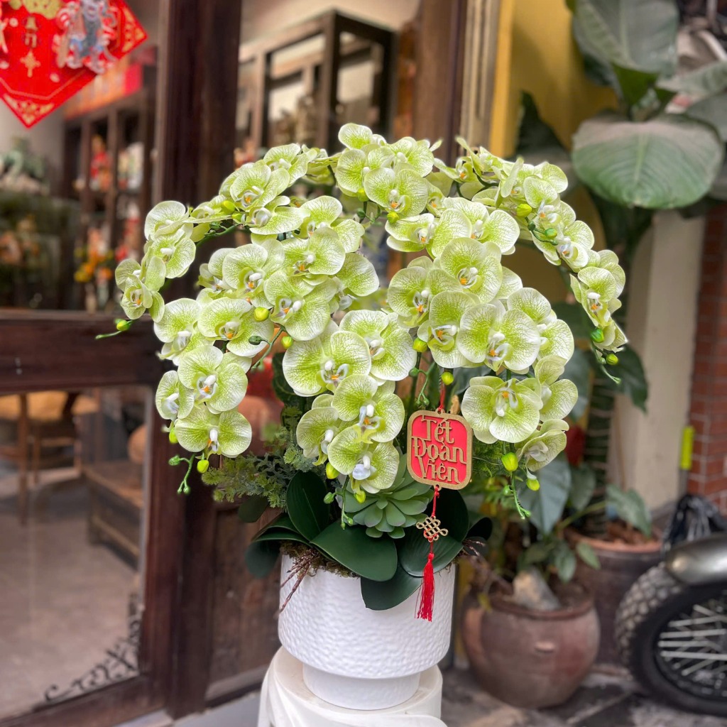 Chậu Hoa Lan Cao Su Non Màu Xanh Cốm