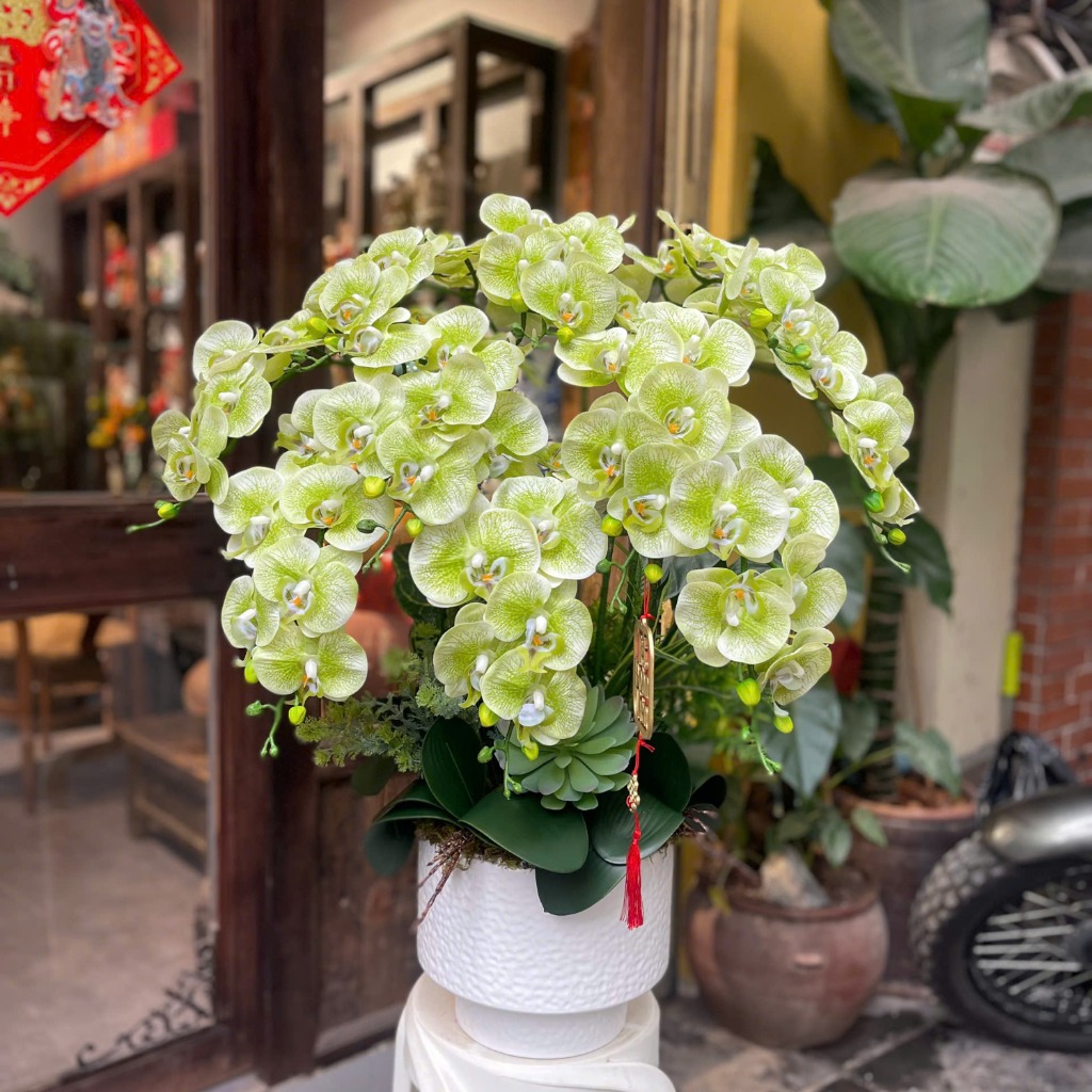 Chậu Hoa Lan Cao Su Non Màu Xanh Cốm