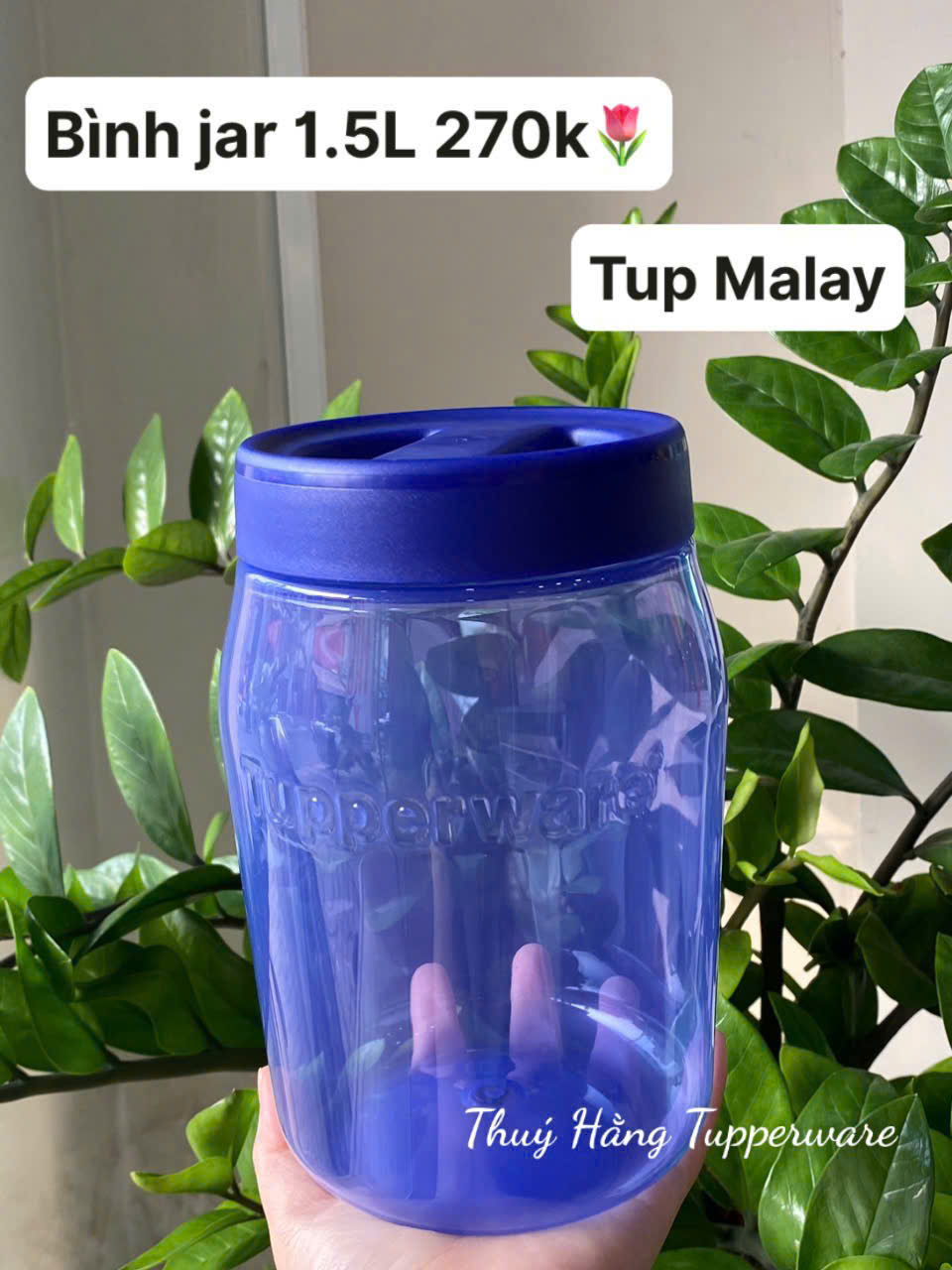 Tupmalay Bình Jar Size Lớn (01 Bình)