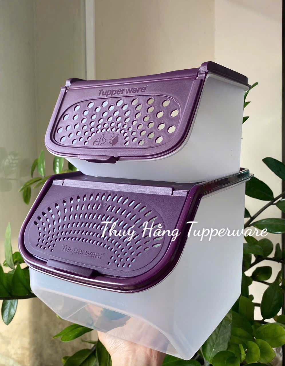 Tupmalay Hộp Đựng Hành Tỏi Thân Trong Nắp Tím (01 Hộp)