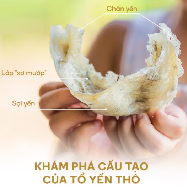 Cấu tạo của tổ yến sào