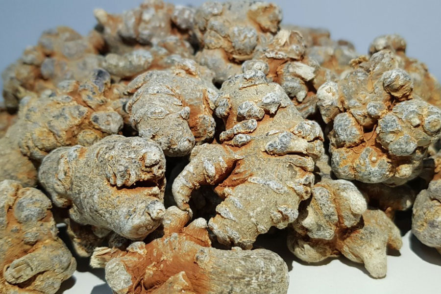 CỦ TAM THẤT BẮC CÓ THỰC SỰ TỐT CHO SỨC KHỎE?