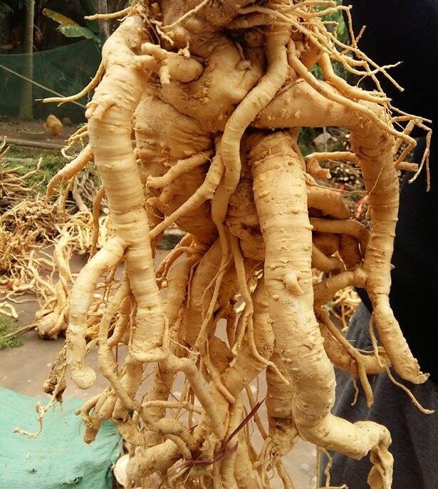 NGÂM RƯỢU VỚI CÂY ĐINH LĂNG TỐT CHO SỨC KHỎE