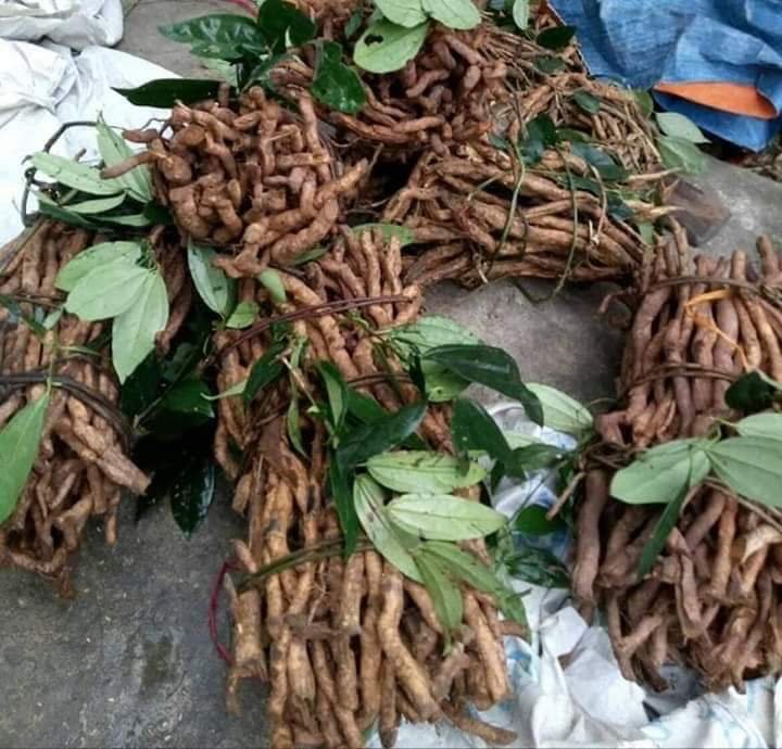 Sâm xuyên đá là gì? Công dụng và cách dùng hiệu quả