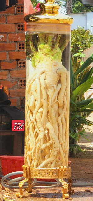 Bình Đinh Lăng nếp lá nhỏ