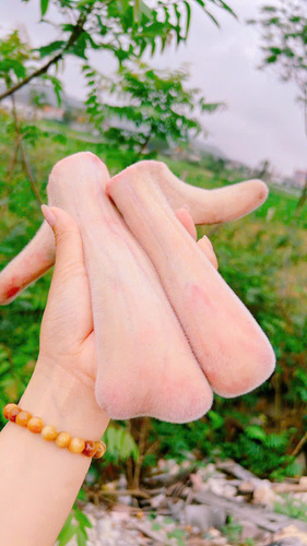 Nhung hươu  tươi Hương Sơn Hà Tĩnh