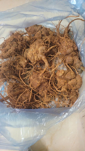 Củ Tam Thất bắc tươi Hà Giang