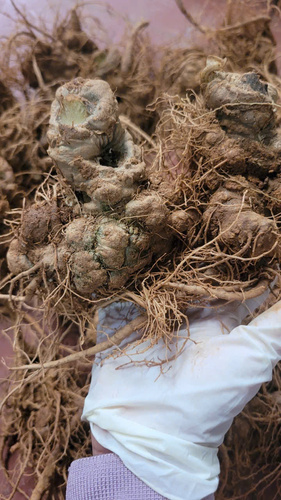 Củ Tam Thất bắc tươi Hà Giang