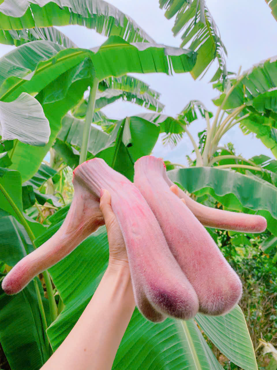 Nhung hươu  tươi Hương Sơn Hà Tĩnh