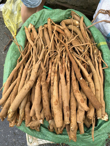 Sâm Cau Đỏ Tây Bắc