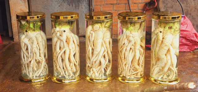 Bình Đinh Lăng nếp lá nhỏ