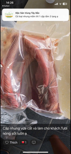 Nhung hươu  tươi Hương Sơn Hà Tĩnh