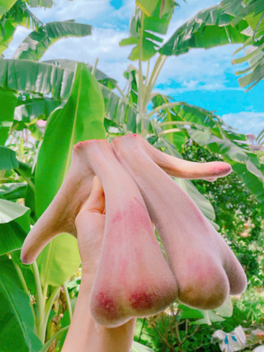 Nhung hươu  tươi Hương Sơn Hà Tĩnh