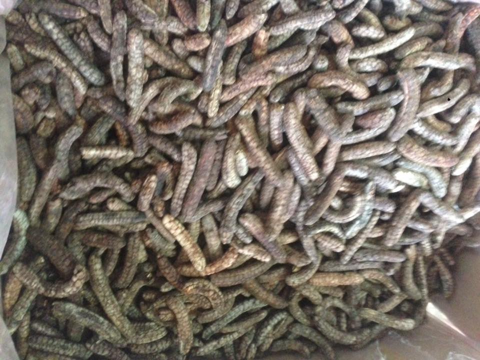 Chuối Hột Rừng Tây Nguyên chín nguyên quả sấy khô