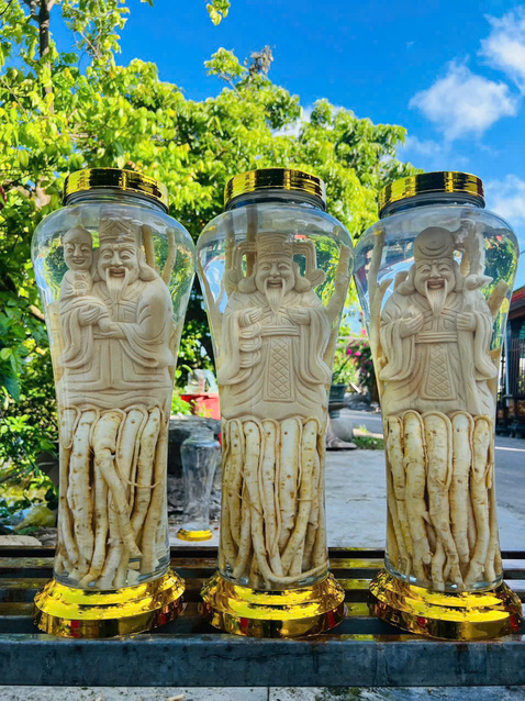 Bình Đinh Lăng nếp lá nhỏ