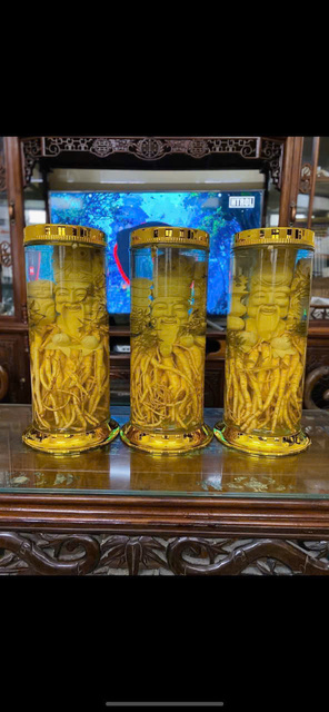 Bình Đinh Lăng nếp lá nhỏ