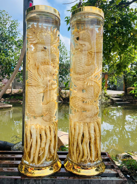 Bình Đinh Lăng nếp lá nhỏ